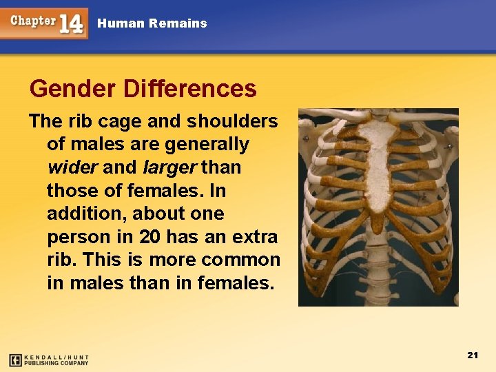 Human Remains Gender Differences The rib cage and shoulders of males are generally wider