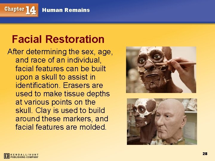 Human Remains Facial Restoration After determining the sex, age, and race of an individual,