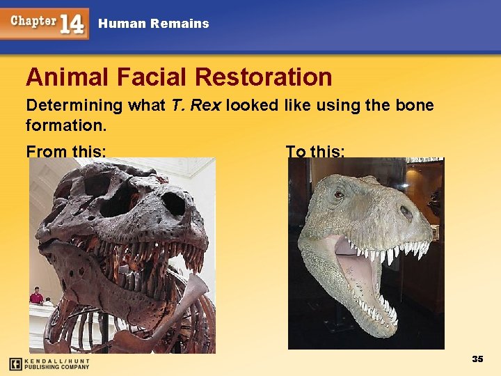 Human Remains Animal Facial Restoration Determining what T. Rex looked like using the bone