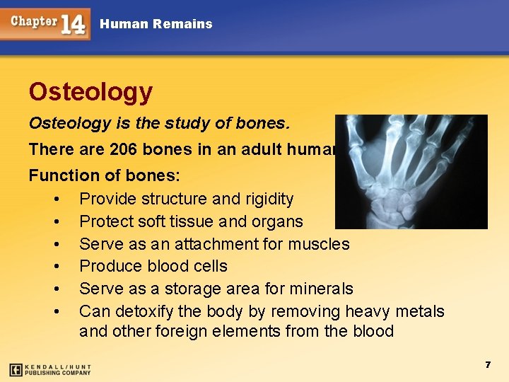 Human Remains Osteology is the study of bones. There are 206 bones in an