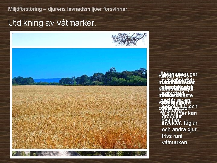 Miljöförstöring – djurens levnadsmiljöer försvinner. Utdikning av våtmarker. Åkern Våtmarken ger För Diken att