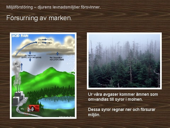 Miljöförstöring – djurens levnadsmiljöer försvinner. Försurning av marken. Ur våra avgaser kommer ämnen som