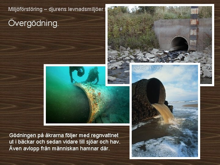 Miljöförstöring – djurens levnadsmiljöer försvinner. Övergödning. Gödningen på åkrarna följer med regnvattnet ut i