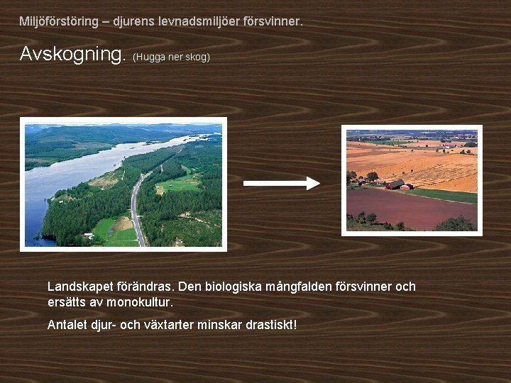 Miljöförstöring – djurens levnadsmiljöer försvinner. Avskogning. (Hugga ner skog) Landskapet förändras. Den biologiska mångfalden