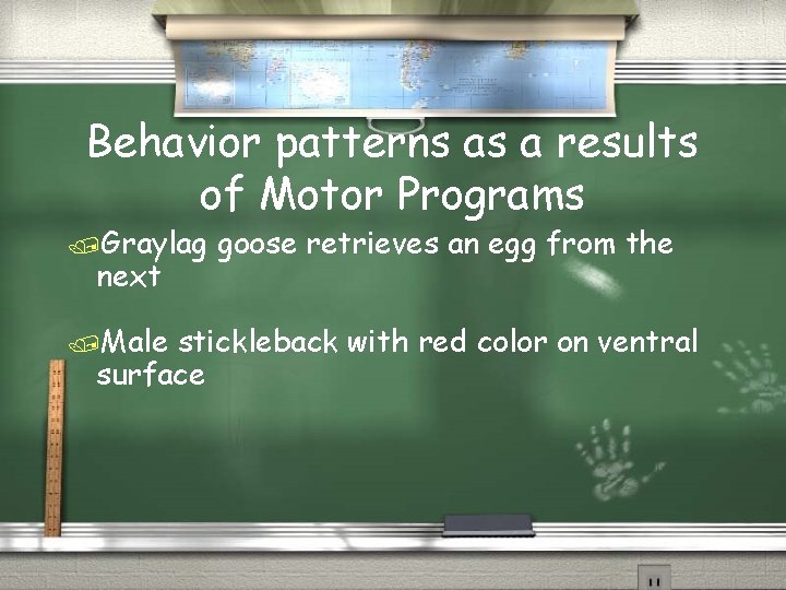 Behavior patterns as a results of Motor Programs /Graylag next /Male goose retrieves an