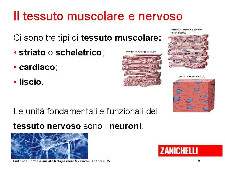 Il tessuto muscolare e nervoso Ci sono tre tipi di tessuto muscolare: • striato