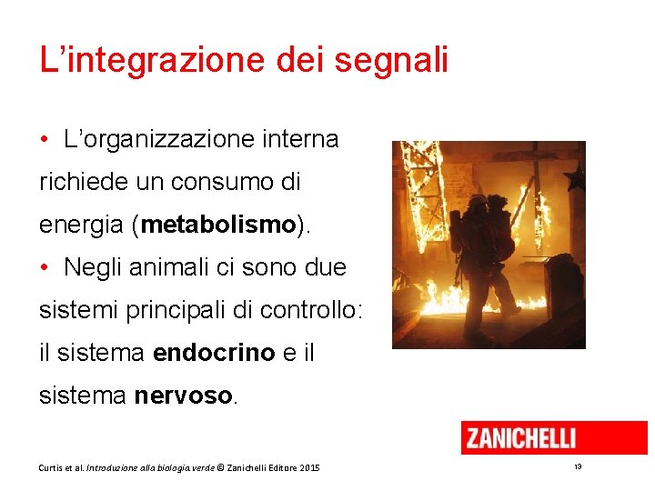 L’integrazione dei segnali • L’organizzazione interna richiede un consumo di energia (metabolismo). • Negli