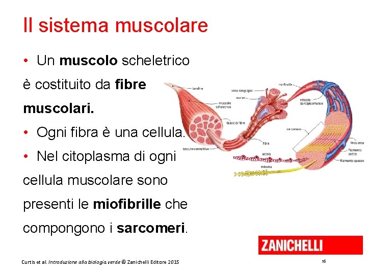 Il sistema muscolare • Un muscolo scheletrico è costituito da fibre muscolari. • Ogni