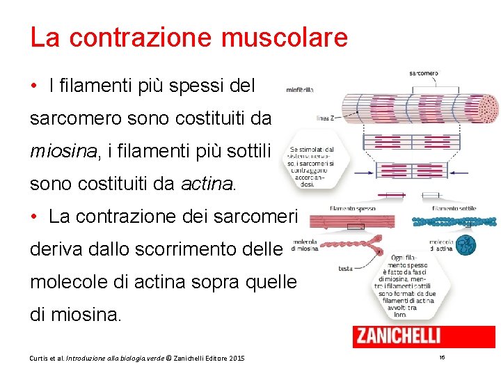 La contrazione muscolare • I filamenti più spessi del sarcomero sono costituiti da miosina,
