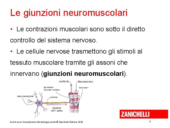 Le giunzioni neuromuscolari • Le contrazioni muscolari sono sotto il diretto controllo del sistema