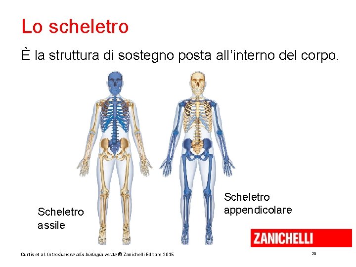 Lo scheletro È la struttura di sostegno posta all’interno del corpo. Scheletro assile Curtis