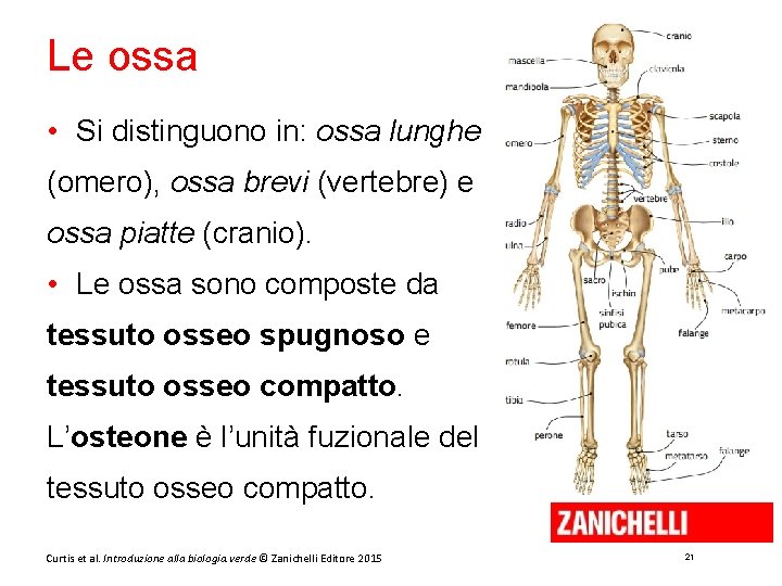 Le ossa • Si distinguono in: ossa lunghe (omero), ossa brevi (vertebre) e ossa