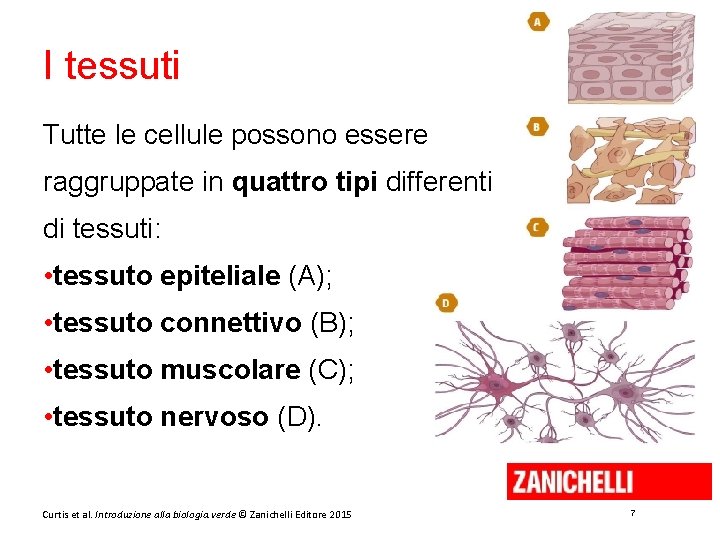 I tessuti Tutte le cellule possono essere raggruppate in quattro tipi differenti di tessuti: