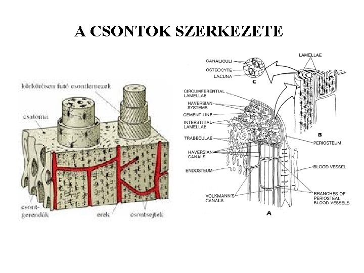 A CSONTOK SZERKEZETE 