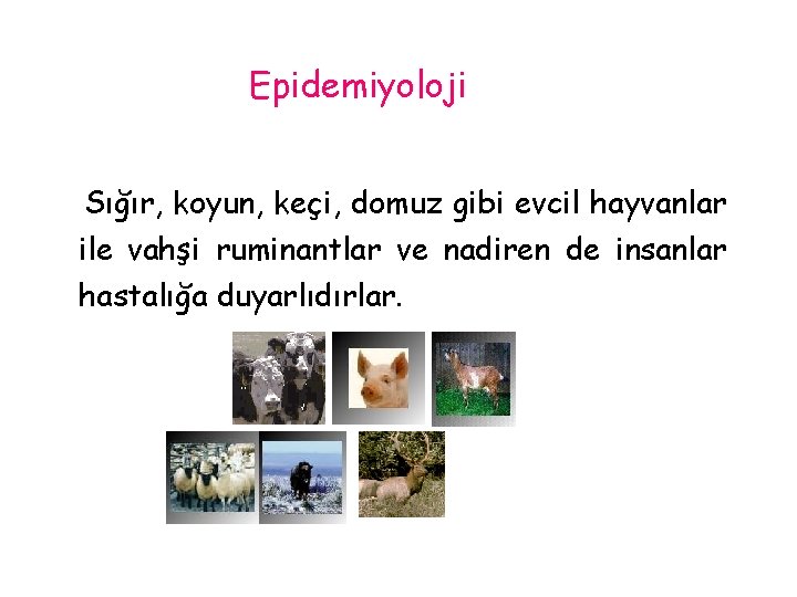 Epidemiyoloji Sığır, koyun, keçi, domuz gibi evcil hayvanlar ile vahşi ruminantlar ve nadiren de