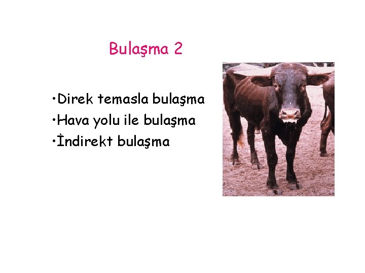 Bulaşma 2 • Direk temasla bulaşma • Hava yolu ile bulaşma • İndirekt bulaşma