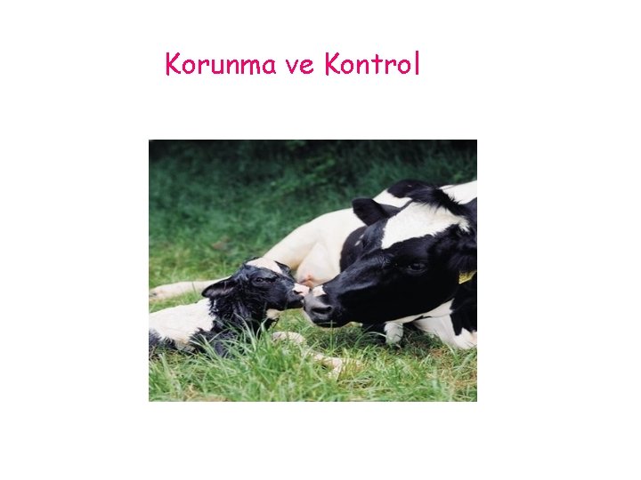 Korunma ve Kontrol 