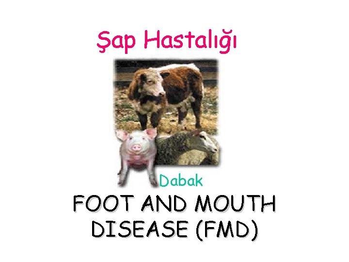 Şap Hastalığı Dabak FOOT AND MOUTH DISEASE (FMD) 