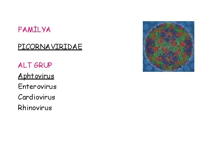 FAMİLYA PICORNAVIRIDAE ALT GRUP Aphtovirus Enterovirus Cardiovirus Rhinovirus 