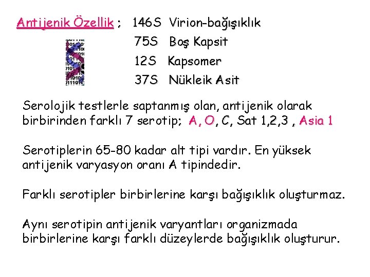 Antijenik Özellik ; 146 S Virion-bağışıklık 75 S Boş Kapsit 12 S Kapsomer 37