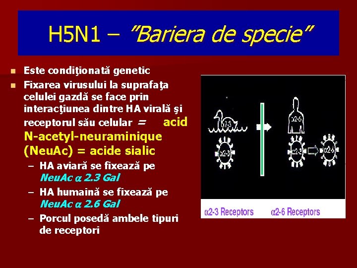H 5 N 1 – ”Bariera de specie” Este condiţionată genetic n Fixarea virusului
