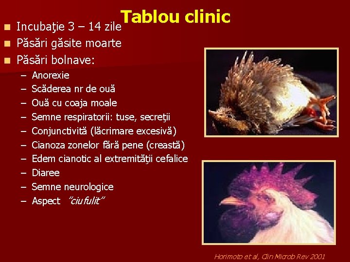 n Tablou clinic Incubaţie 3 – 14 zile Păsări găsite moarte n Păsări bolnave: