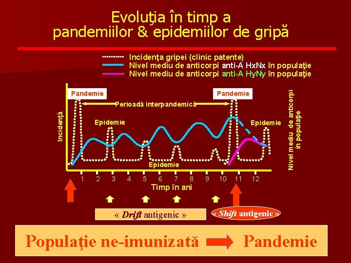Evoluţia în timp a pandemiilor & epidemiilor de gripă Pandemie Incidenţă Perioadă interpandemică Epidemie