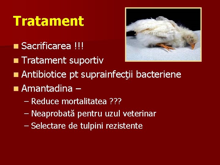 Tratament n Sacrificarea !!! n Tratament suportiv n Antibiotice pt suprainfecţii bacteriene n Amantadina
