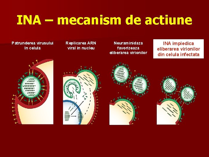 INA – mecanism de actiune Patrunderea virusului In celula Replicarea ARN viral in nucleu
