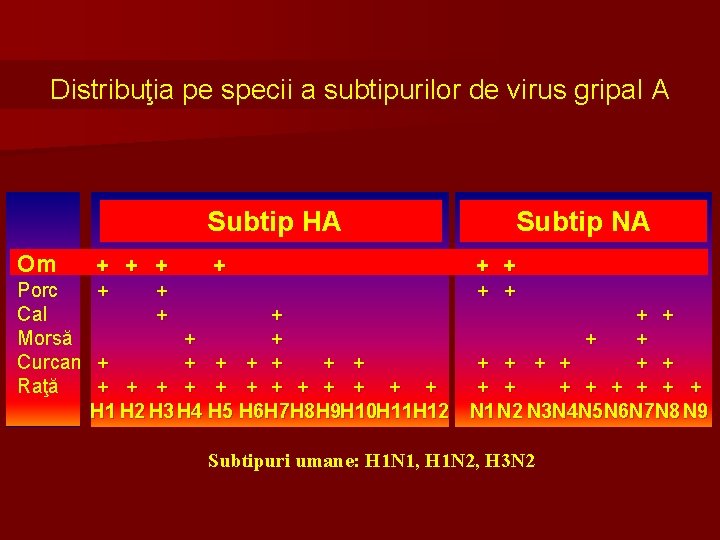Distribuţia pe specii a subtipurilor de virus gripal A Subtip HA Om + +