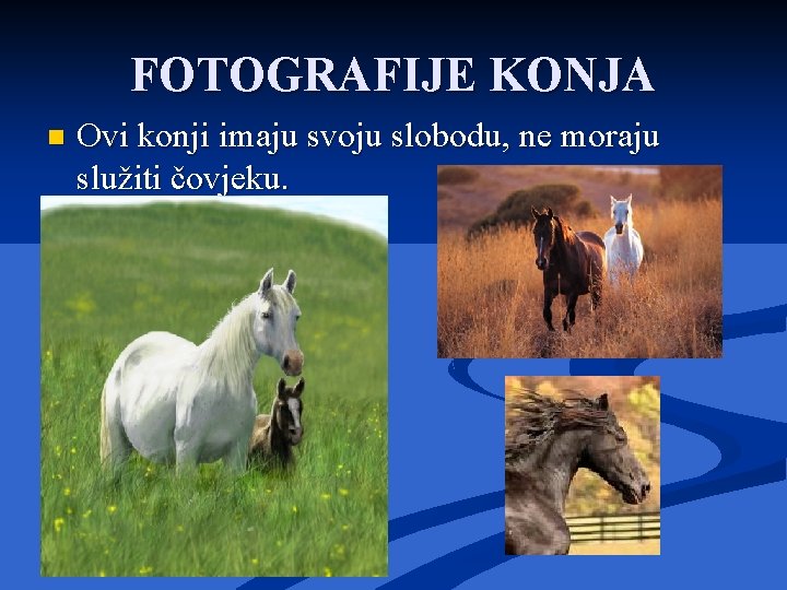 FOTOGRAFIJE KONJA n Ovi konji imaju svoju slobodu, ne moraju služiti čovjeku. 