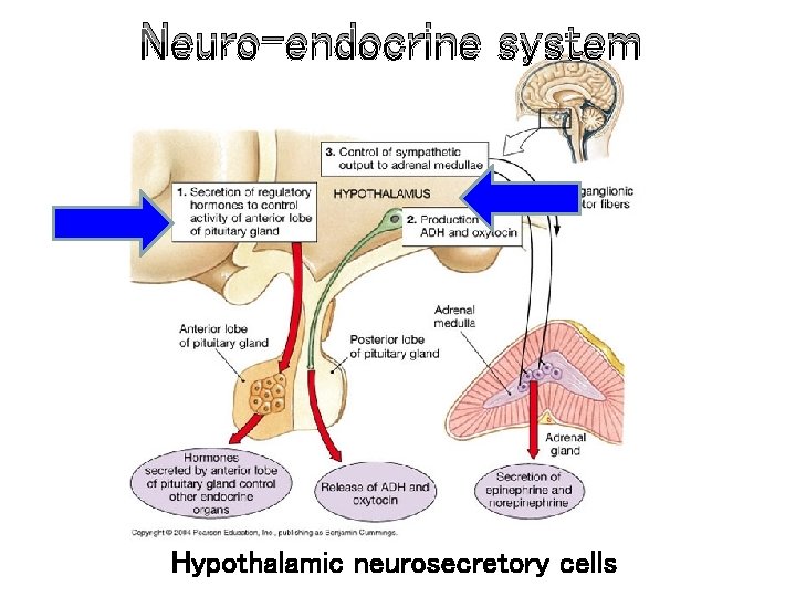 Neuro-endocrine system Hypothalamic neurosecretory cells 