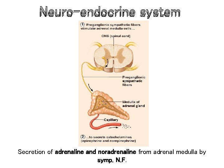 Neuro-endocrine system Secretion of adrenaline and noradrenaline from adrenal medulla by symp. N. F.