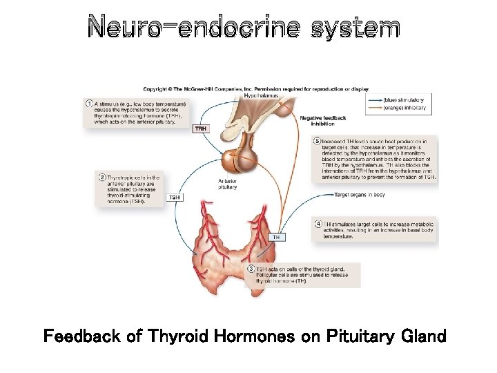 Neuro-endocrine system Feedback of Thyroid Hormones on Pituitary Gland 
