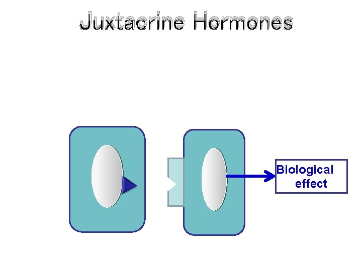 Juxtacrine Hormones Biological effect 