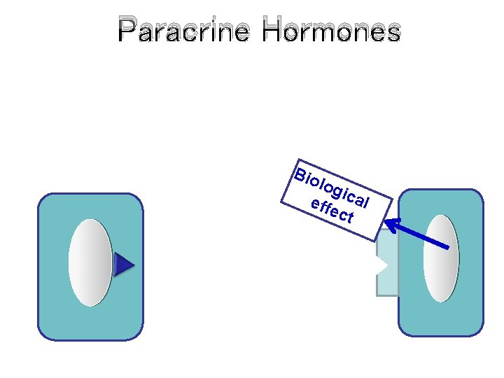Paracrine Hormones Bio log i effe cal ct 
