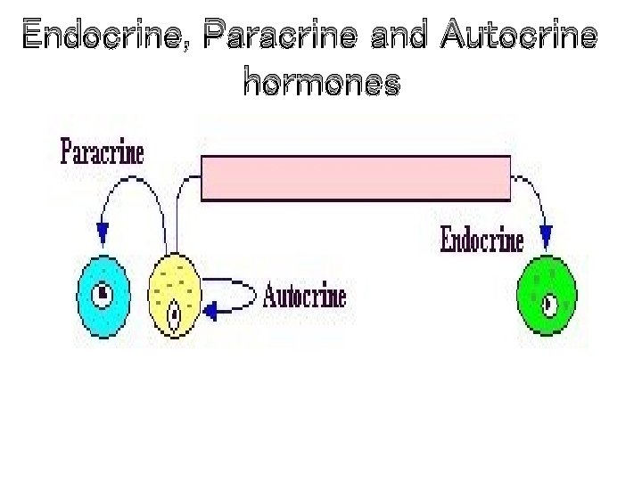 Endocrine, Paracrine and Autocrine hormones 