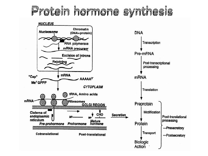 Protein hormone synthesis 