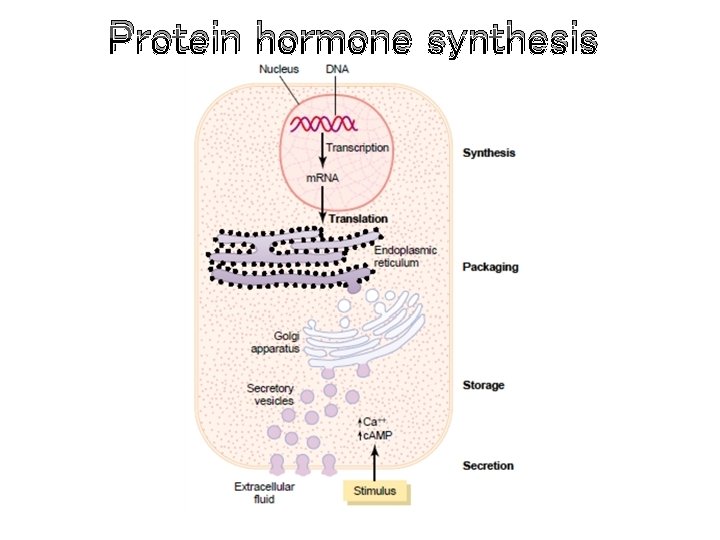 Protein hormone synthesis 