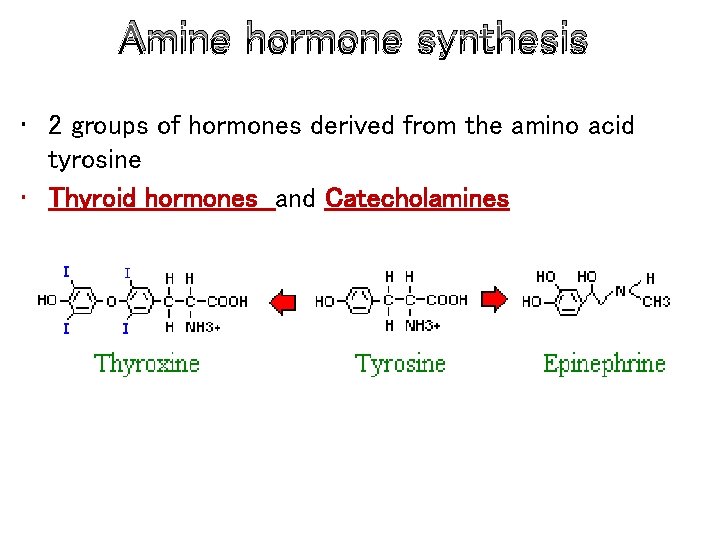 Amine hormone synthesis • 2 groups of hormones derived from the amino acid tyrosine
