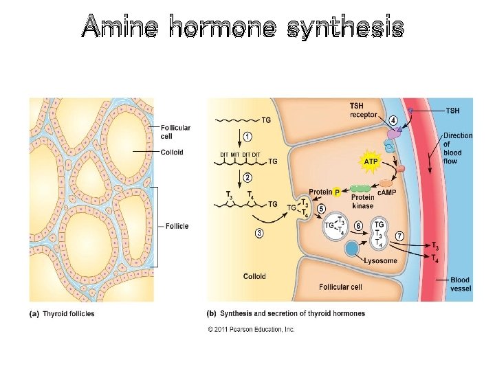 Amine hormone synthesis 