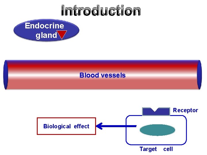Introduction Endocrine gland Blood vessels Receptor Biological effect Target cell 