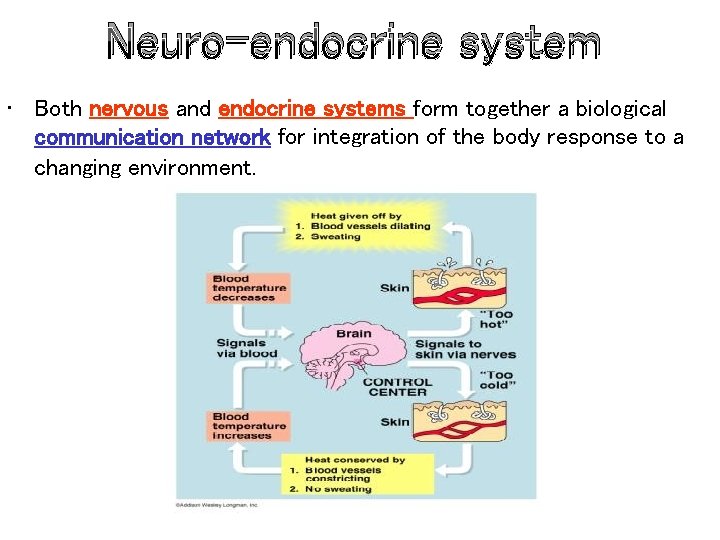 Neuro-endocrine system • Both nervous and endocrine systems form together a biological communication network