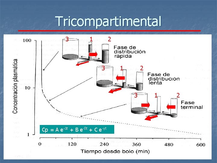 Tricompartimental 3 1 2 V 3 3 1 2 3 Cp = A e-άt