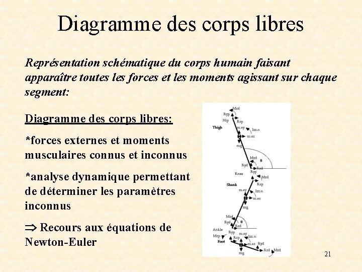 Diagramme des corps libres Représentation schématique du corps humain faisant apparaître toutes les forces