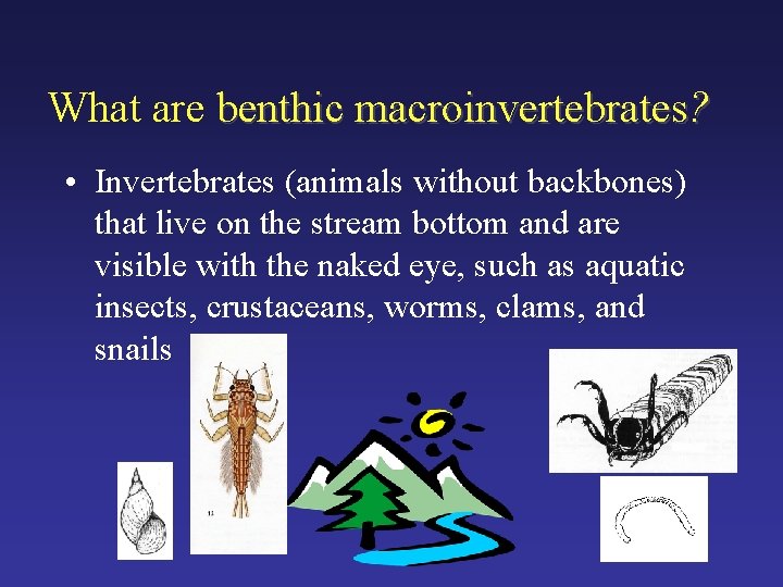 What are benthic macroinvertebrates? • Invertebrates (animals without backbones) that live on the stream