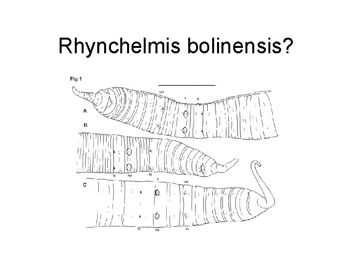 Rhynchelmis bolinensis? 