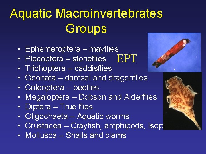 Aquatic Macroinvertebrates Groups • • • Ephemeroptera – mayflies Plecoptera – stoneflies EPT Trichoptera