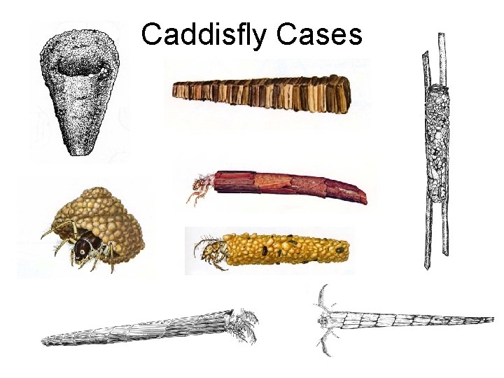 Caddisfly Cases 