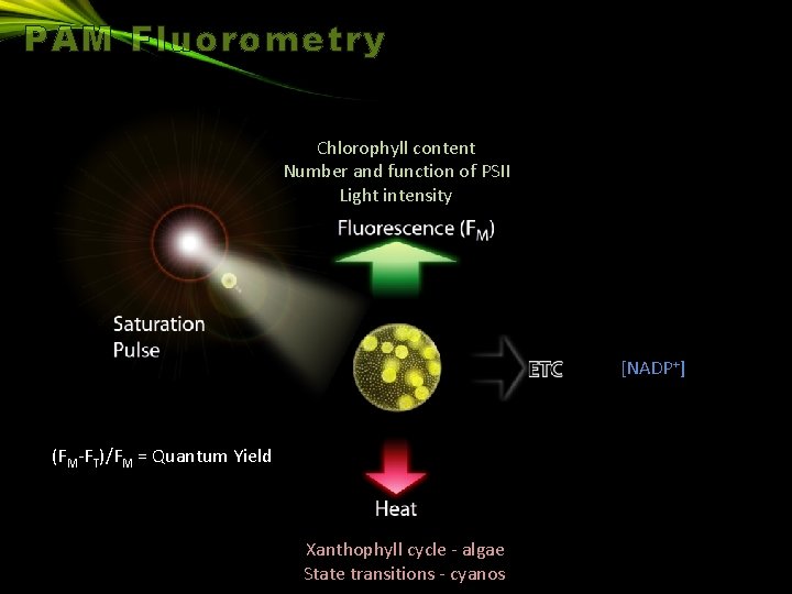 PAM Fluorometry Chlorophyll content Number and function of PSII Light intensity [NADP+] (FM-FT)/FM =